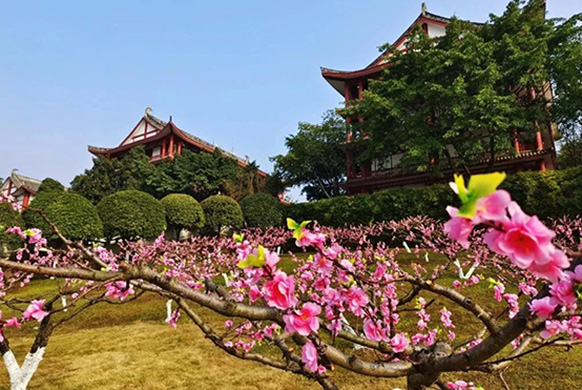 长松寺公墓冬季桃花盛开美图欣赏